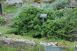 New Blue Tam Juniper (Juniperus sabina 'New Blue Tam') at Parkland Garden Centre