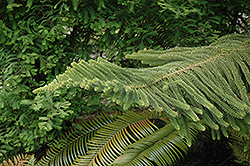 Norfolk Island Pine (Araucaria heterophylla) at Parkland Garden Centre