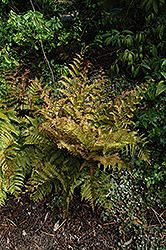 Autumn Fern (Dryopteris erythrosora) at Parkland Garden Centre