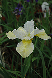 Butter And Sugar Siberian Iris (Iris sibirica 'Butter And Sugar') at Parkland Garden Centre