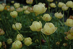 Cheddar Globeflower (Trollius x cultorum 'Cheddar') at Parkland Garden Centre