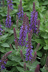 Sensation Deep Blue Sage (Salvia nemorosa 'Sensation Deep Blue') at Parkland Garden Centre