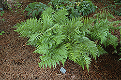 Autumn Fern (Dryopteris erythrosora) at Parkland Garden Centre