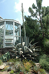 Century Plant (Agave americana) at Parkland Garden Centre