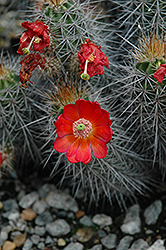 Mojave Mound Cactus (Echinocereus polyacanthus) at Parkland Garden Centre