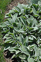 Giant Lamb's Ears (Stachys byzantina 'Big Ears') at Parkland Garden Centre