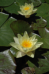 Charlene Strawn Hardy Water Lily (Nymphaea 'Charlene Strawn') at Parkland Garden Centre