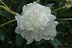 Festiva Peony (Paeonia 'Festiva') at Parkland Garden Centre