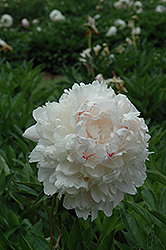 Chestine Gowdy Peony (Paeonia 'Chestine Gowdy') at Parkland Garden Centre