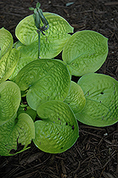 Maui Buttercups Hosta (Hosta 'Maui Buttercups') at Parkland Garden Centre