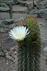 Chilean Cactus (Echinopsis chiloensis) at Parkland Garden Centre