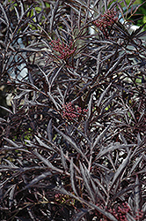 Black Lace Elder (Sambucus nigra 'Eva') at Parkland Garden Centre