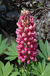Gallery Red Lupine (Lupinus 'Gallery Red') at Parkland Garden Centre