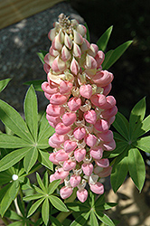 Russell Pink Shades Lupine (Lupinus 'Russell Pink Shades') at Parkland Garden Centre