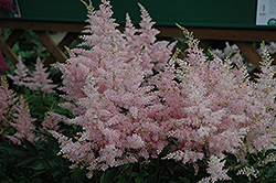 Younique Silvery Pink Astilbe (Astilbe 'Verssilverypink') at Parkland Garden Centre