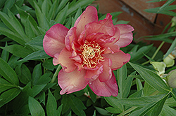 Kopper Kettle Peony (Paeonia 'Kopper Kettle') at Parkland Garden Centre