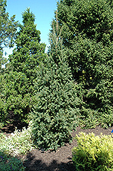 Columnar Norway Spruce (Picea abies 'Cupressina') at Parkland Garden Centre