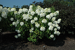 Phantom Hydrangea (Hydrangea paniculata 'Phantom') at Parkland Garden Centre