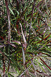 Blood Brothers Red Switch Grass (Panicum virgatum 'Blood Brothers') at Parkland Garden Centre