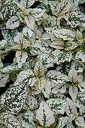 Splash Select White Polka Dot Plant (Hypoestes phyllostachya 'PAS2343') at Parkland Garden Centre