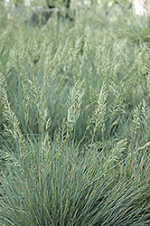 Elijah Blue Fescue (Festuca glauca 'Elijah Blue') at Parkland Garden Centre