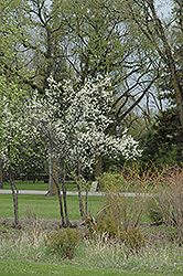 Toka Plum (Prunus 'Toka') at Parkland Garden Centre
