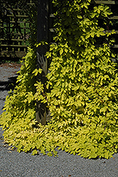 Golden Hops (Humulus lupulus 'Aureus') at Parkland Garden Centre