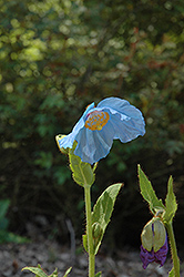 Lingholm Himalayan Blue Poppy (Meconopsis 'Lingholm') at Parkland Garden Centre