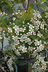 Viking Chokeberry (Aronia x prunifolia 'Viking') at Parkland Garden Centre