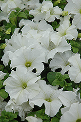 Dreams White Petunia (Petunia 'Dreams White') at Parkland Garden Centre