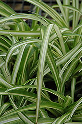 Spider Plant (Chlorophytum comosum) at Parkland Garden Centre