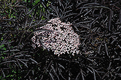Black Lace Elder (Sambucus nigra 'Eva') at Parkland Garden Centre