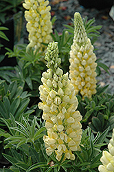 Gallery Yellow Lupine (Lupinus 'Gallery Yellow') at Parkland Garden Centre
