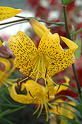 Citronelle Lily (Lilium 'Citronelle') at Parkland Garden Centre