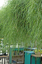 Green Twist Trailing Bamboo (Agrostis stolonifera 'Green Twist') at Parkland Garden Centre