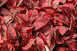 Splash Select Red Polka Dot Plant (Hypoestes phyllostachya 'PAS2344') at Parkland Garden Centre
