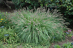 Fountain Grass (Pennisetum alopecuroides) at Parkland Garden Centre