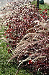 Fireworks Fountain Grass (Pennisetum setaceum 'Fireworks') at Parkland Garden Centre
