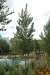 Okanese Poplar (Populus 'Okanese') at Parkland Garden Centre