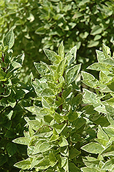 Pesto Perpetuo Basil (Ocimum x citriodorum 'Pesto Perpetuo') at Parkland Garden Centre