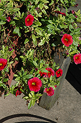 Aloha Dark Red Calibrachoa (Calibrachoa 'Aloha Dark Red') at Parkland Garden Centre