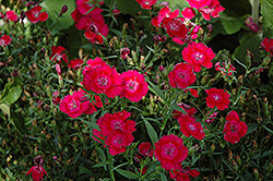 Ideal Select Red Pinks (Dianthus 'Ideal Select Red') at Parkland Garden Centre