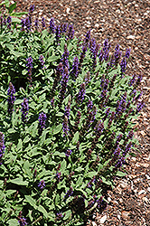 Sensation Blue Meadow Sage (Salvia nemorosa 'Sensation Blue') at Parkland Garden Centre