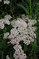 Summer Berries Yarrow (Achillea millefolium 'Summer Berries') at Parkland Garden Centre