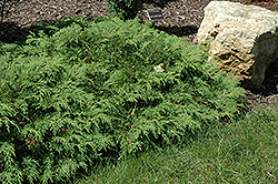 Russian Cypress (Microbiota decussata) at Parkland Garden Centre