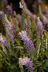 Moody Blues Light Blue Speedwell (Veronica 'Novaverlig') at Parkland Garden Centre