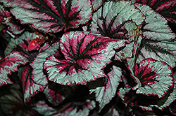Shadow King Cherry Mint Begonia (Begonia 'Shadow King Cherry Mint') at Parkland Garden Centre