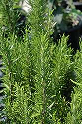 Barbeque Rosemary (Rosmarinus officinalis 'Barbeque') at Parkland Garden Centre