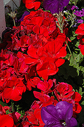 Dynamo Red Geranium (Pelargonium 'Dynamo Red') at Parkland Garden Centre