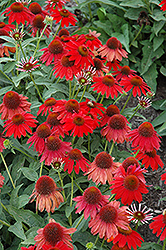 Sombrero Salsa Red Coneflower (Echinacea 'Balsomsed') at Parkland Garden Centre